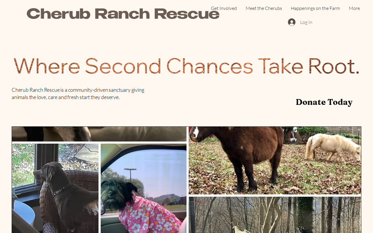 Cherub Ranch website preview
